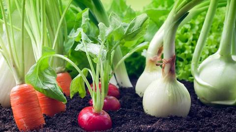 Normal Vegetables Fresh Food from Your Own Garden