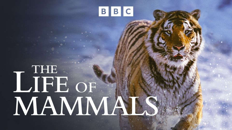 The Life of Mammals | Kanopy