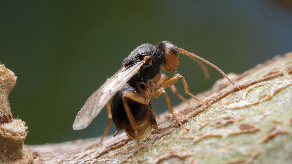 Barfi's Insect See what your library or university offers through Kanopy