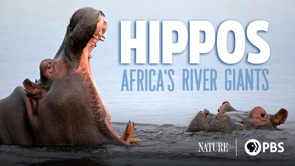 その他 NATURE: Hippos: Africa&#39;s River Giants [DVD] Amazon.com: NATURE: Hippos: Africa's River Giants : n/a